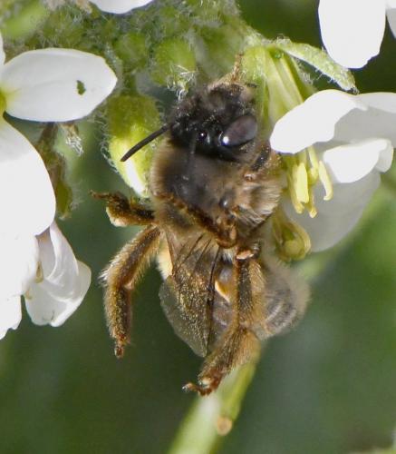 Réf. 247 729 : Eucera nigrilabris